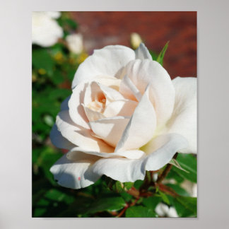 Poster arrière - plan beige rose