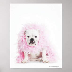 Poster arrière - plan blanc, bouledogue blanc, plume ros