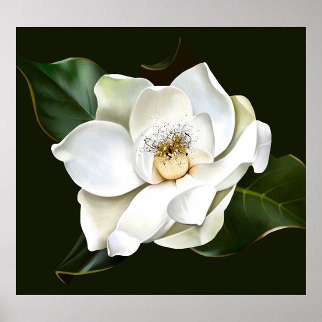 Poster Arrière - plan blanc Magnolia Closeup Vert (Devant)