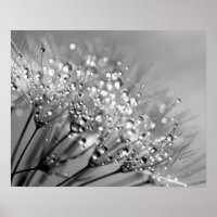 Arrière - plan monochrome Dandelion Dew