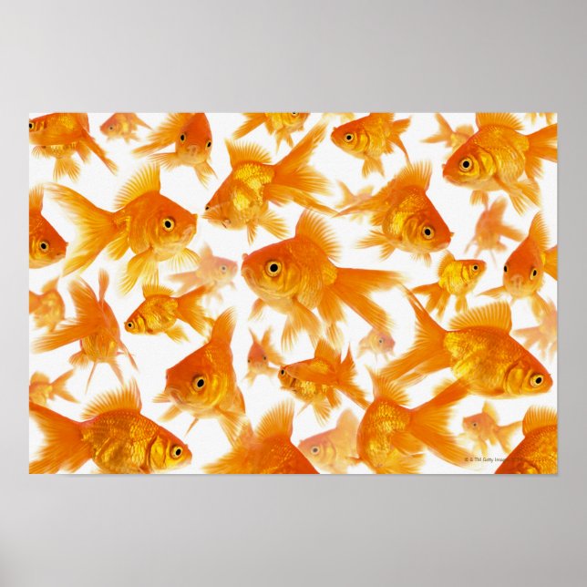 Poster Arrière - plan montrant un grand groupe de poisson (Devant)