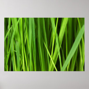 Poster Arrière - plan vert