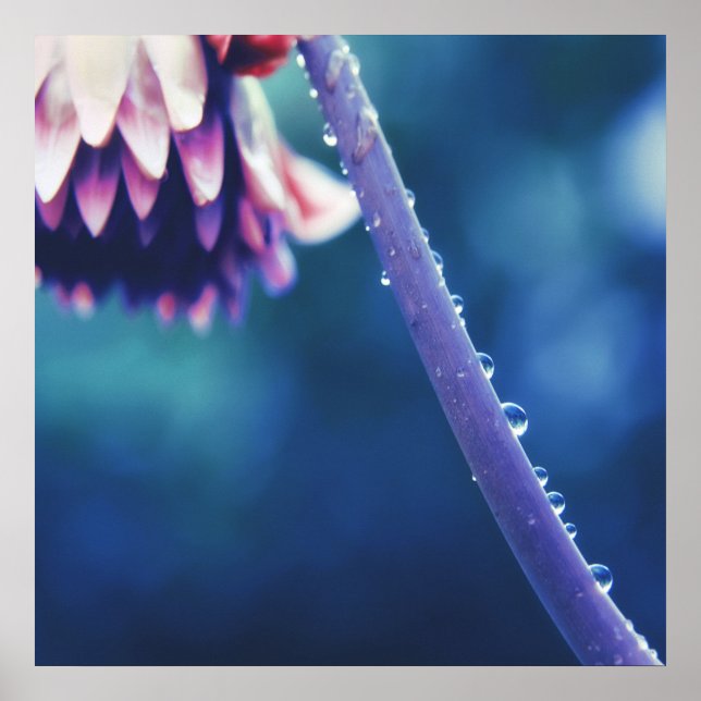 Poster Arrosage Abstrait sur la macro de tige de fleur (Devant)