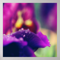 Arrosage sur la fleur violette Macro pétale Abstra