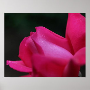 Poster Arrosage Sur Red Rosebud