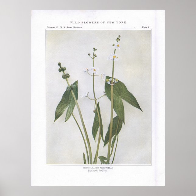 Poster Arrowhead à grandes feuilles - Sagittaria latifoli (Devant)