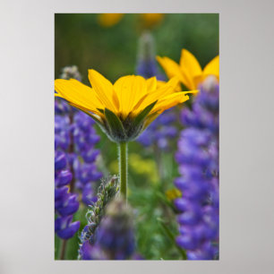 Poster Arrowleaf Balsam Root and Lupine in Spring Bloom