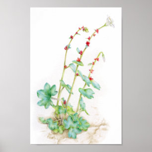Poster Art alpin d'aquarelle de plante de cernua de