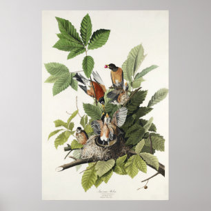 Poster Art ancien nid d'oiseau Merle d'Amérique d'Audubon