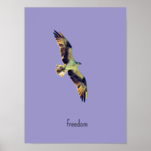 Poster art balbuzard
