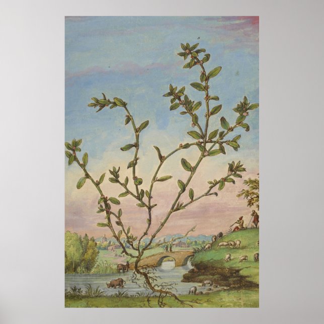 Poster Art botanique antique Mugwort (Devant)