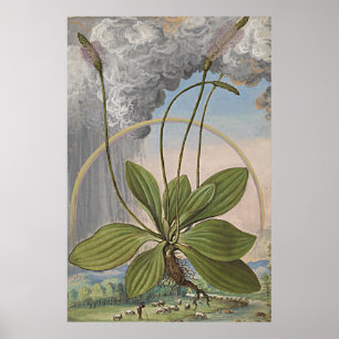 Poster Art botanique antique Plaintain feuillu