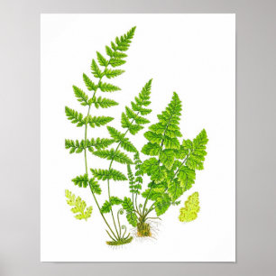 Poster Art botanique de fougère de nature verte antique