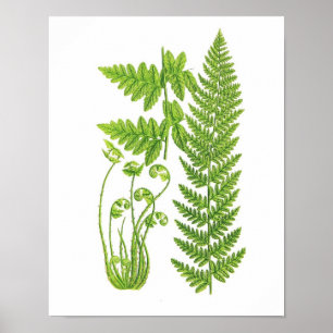 Poster Art botanique de fougère de nature verte antique
