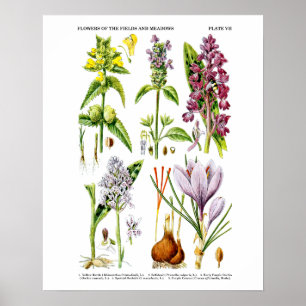 Poster Art botanique d'impression No. d'art de fleur