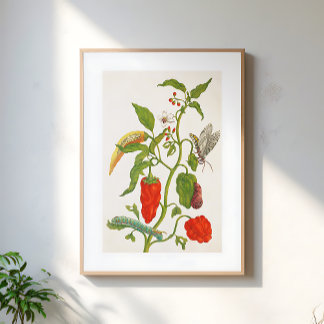 Poster Art botanique floral de fruit de chili rouge vinta