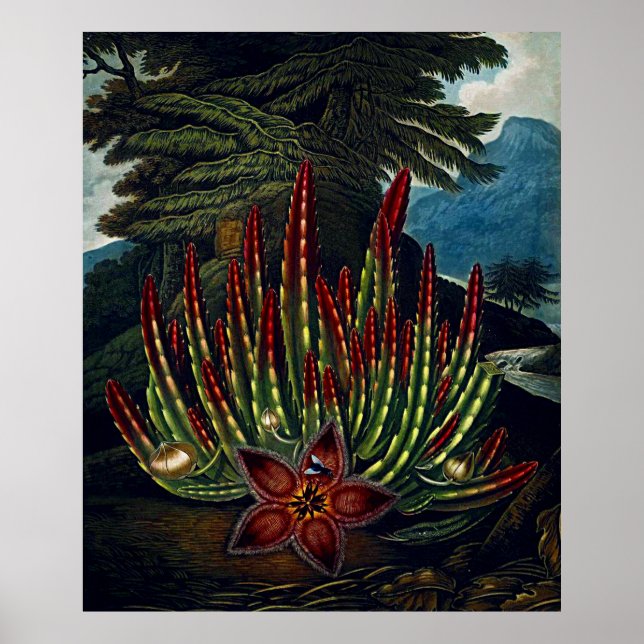 Poster Art Botanique Le Temple De Flora Stapedia (Devant)