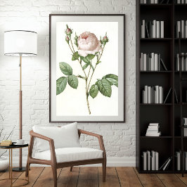 Poster Art Botanique Rose Blanc Charming Imprimer