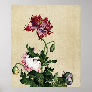 Poster Art botanique vintage du coquelicot rouge chinois