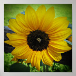 Poster Art d'affiche de tournesol et d'abeille