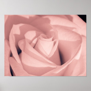 Poster Art d'archive de fleurs de rose rose romantique