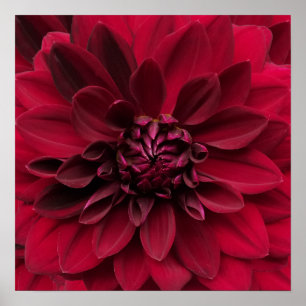 Poster Art de dahlia de rouge cramoisi - fleur de mille