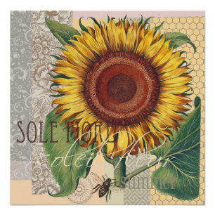 Poster Art de fleur de damas vintage tournesol