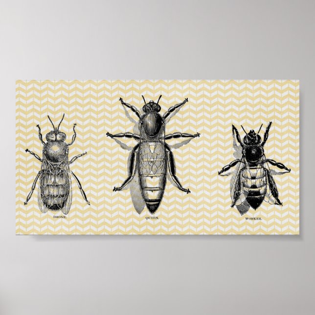Poster Art de l'abeille vintage (Devant)