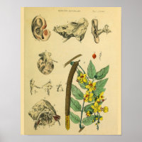 Art de l'anatomie du Plante médical de l'oreille