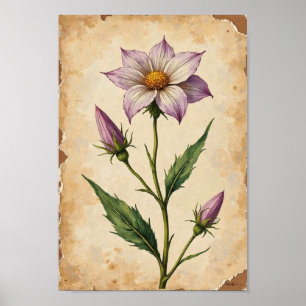 Poster Art de plaque botanique de fleur sauvage vintage