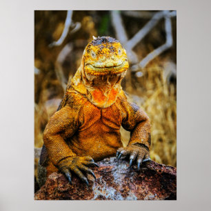 Poster Art de reptile Iguane
