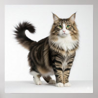 Art des chats de la forêt norvégienne