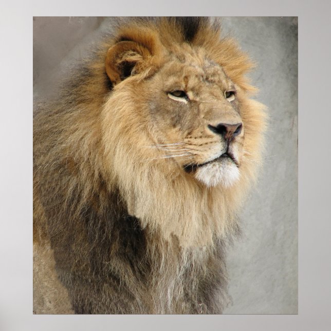 Poster art des lions (Devant)