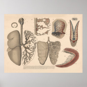 Poster Art des organes respiratoires des mammifères de 18