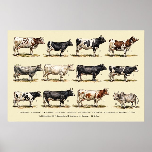 Poster Art des races bovines rétro (Devant)