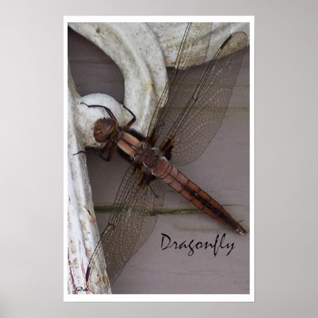 Poster Art Dragonfly (Devant)