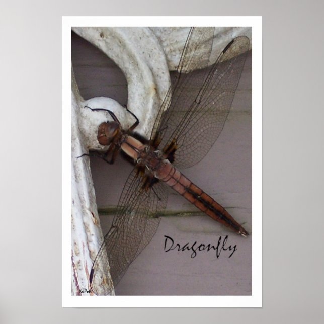 Poster Art Dragonfly (Devant)