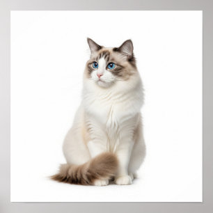 Poster Art du chat Ragdoll