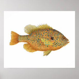 Poster Art du poisson-soleil de Pumpkinseed