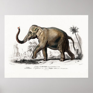 Poster Art Eléphant vintage par Charles D'Orbigny