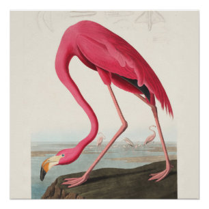 Poster Art Flamant rose rose