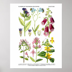 Poster Art Fleur sauvage anglais Imprimés n° 3 Art botani