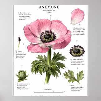 Poster Art floral d'anatomie vintage | Étude botanique