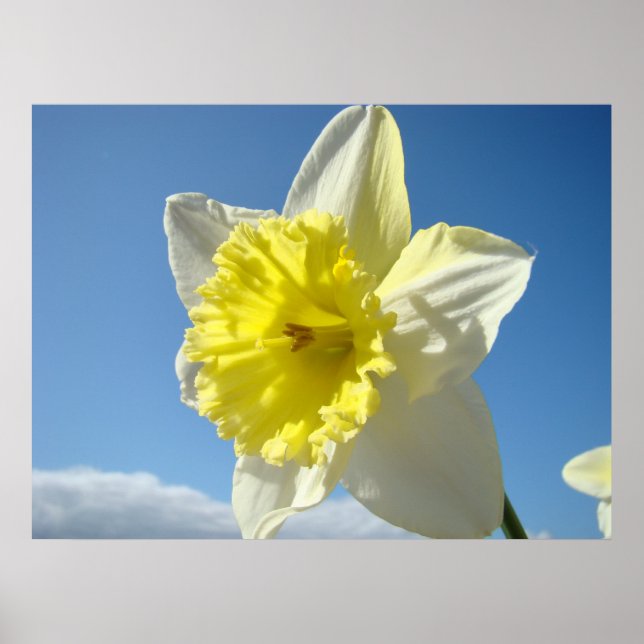 Poster ART IMPRIMANTES Daffodil Jaune Fleurs Toile (Devant)