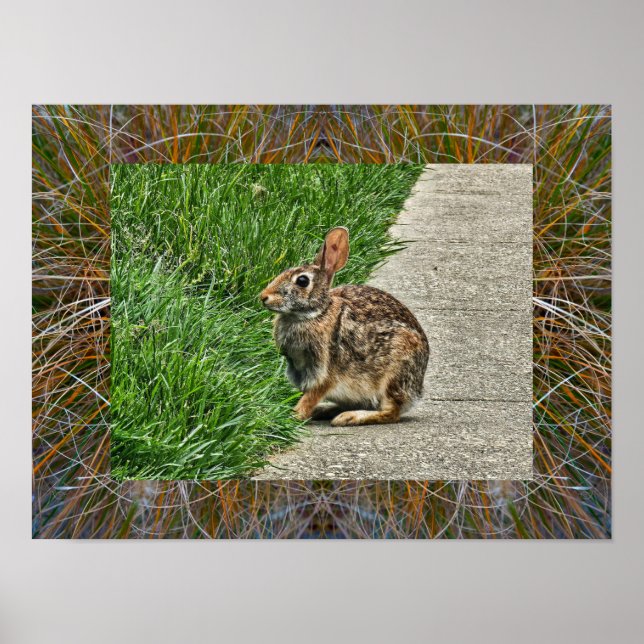 Poster Art lapin (Devant)
