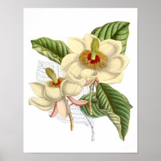 Poster Art Magnolia vintage Imprimer #4 OEuvre murale bot