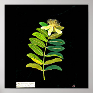 Poster Art-Mary Affiche-Botanique Delany 13