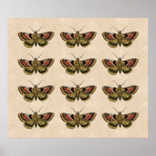 Poster Art Moth vintage