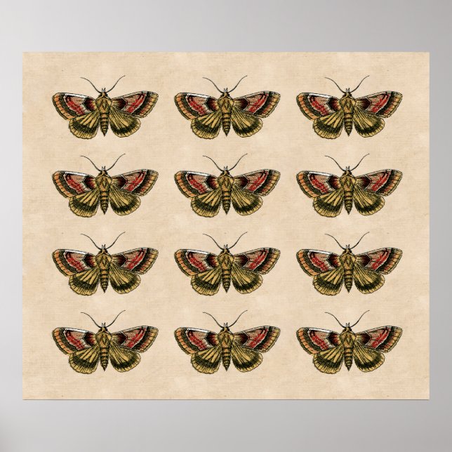 Poster Art Moth vintage (Devant)