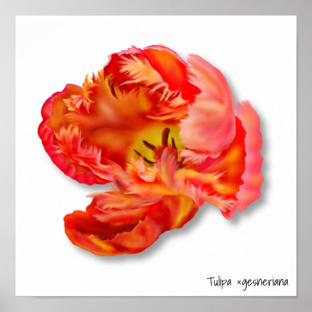 Poster Art numérique de la tulipe de perroquet orange fla (Devant)